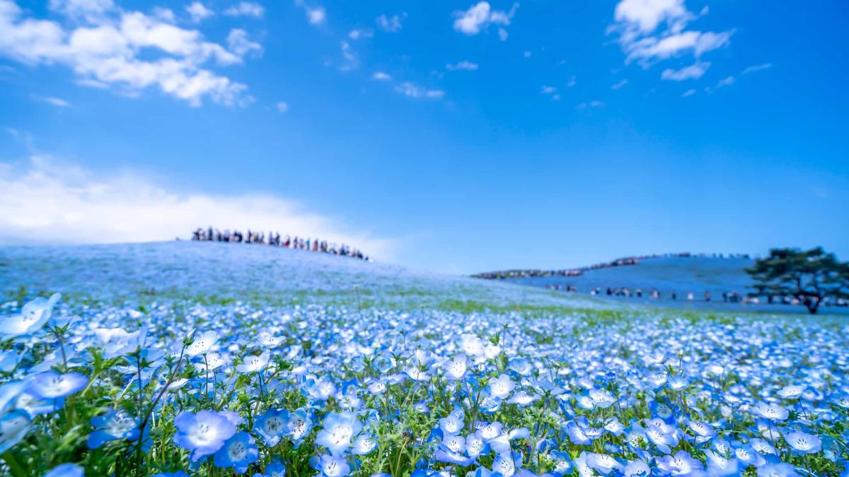 ⑥ ひたち海浜公園　　バスガイド　資料　教本　那珂湊　ネモフィラ　大洗 ひたち海浜公園】2026年ネモフィラの見頃はいつ？開花時期は？｜THE
